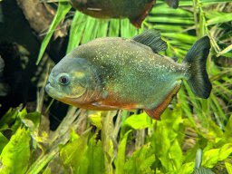 Piranha in einem der Aquarien im Keller des Malmöhus