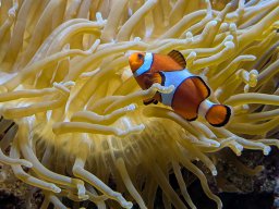 Clownfisch in einem der Aquarien im Keller des Malmöhus