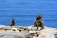 Cape Point/Cape of Good Hope - Oktober 2017
