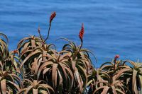 Cape Point/Cape of Good Hope - Oktober 2017