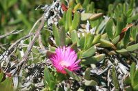 Cape Point/Cape of Good Hope - Oktober 2017
