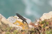 Cape Point/Cape of Good Hope - Oktober 2017