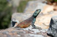Cape Point/Cape of Good Hope - Oktober 2017