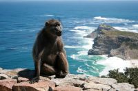 Cape Point/Cape of Good Hope - Oktober 2017
