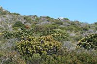 Cape Point/Cape of Good Hope - Oktober 2017