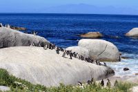 Boulders Beach - Oktober 2017