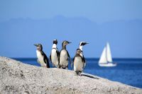 Boulders Beach - Oktober 2017