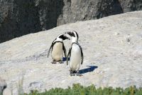 Boulders Beach - Oktober 2017
