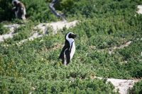 Boulders Beach - Oktober 2017