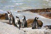 Boulders Beach - Oktober 2017