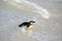 Boulders Beach - Oktober 2017