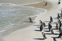 Boulders Beach - Oktober 2017