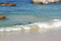 Boulders Beach - Oktober 2017