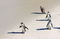 Boulders Beach - Oktober 2017