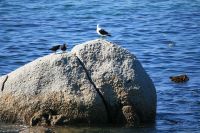 Boulders Beach - Oktober 2017