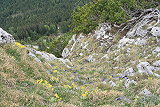 Wiese mit Enzian und Schlüsselblumen