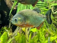 tmb 2025 08 10 07 Malmoehus 04