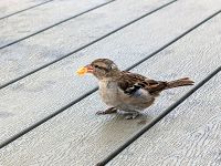 tmb 2025 08 11 27 Kaseberga 09