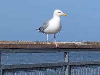 tmb 2025 08 12 13 Simrishamn 03